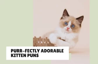 30 Purr-fectly Adorable Kitten Puns You’ll Love