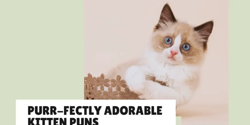 30 Purr-fectly Adorable Kitten Puns You’ll Love