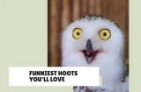 Best Owl Jokes – The #1 Hilarious List for a Good Laugh