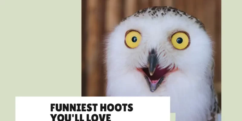 Best Owl Jokes – The #1 Hilarious List for a Good Laugh