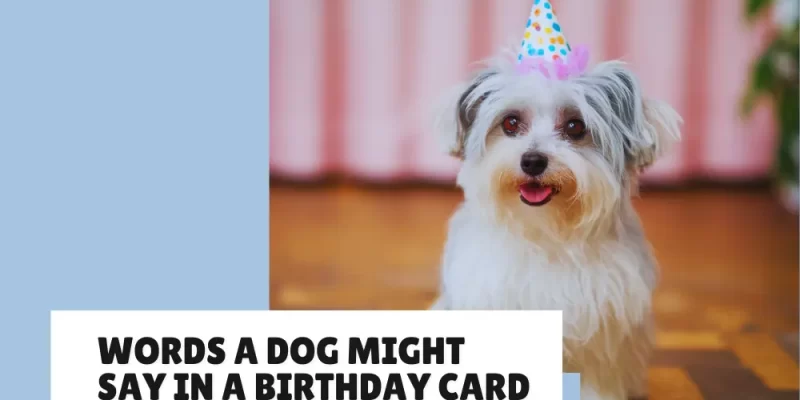 Words That a dog Might say in a Birthday Card