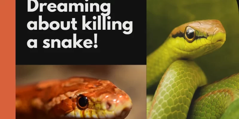 Dreaming About Killing a Snake: What does it Mean?
